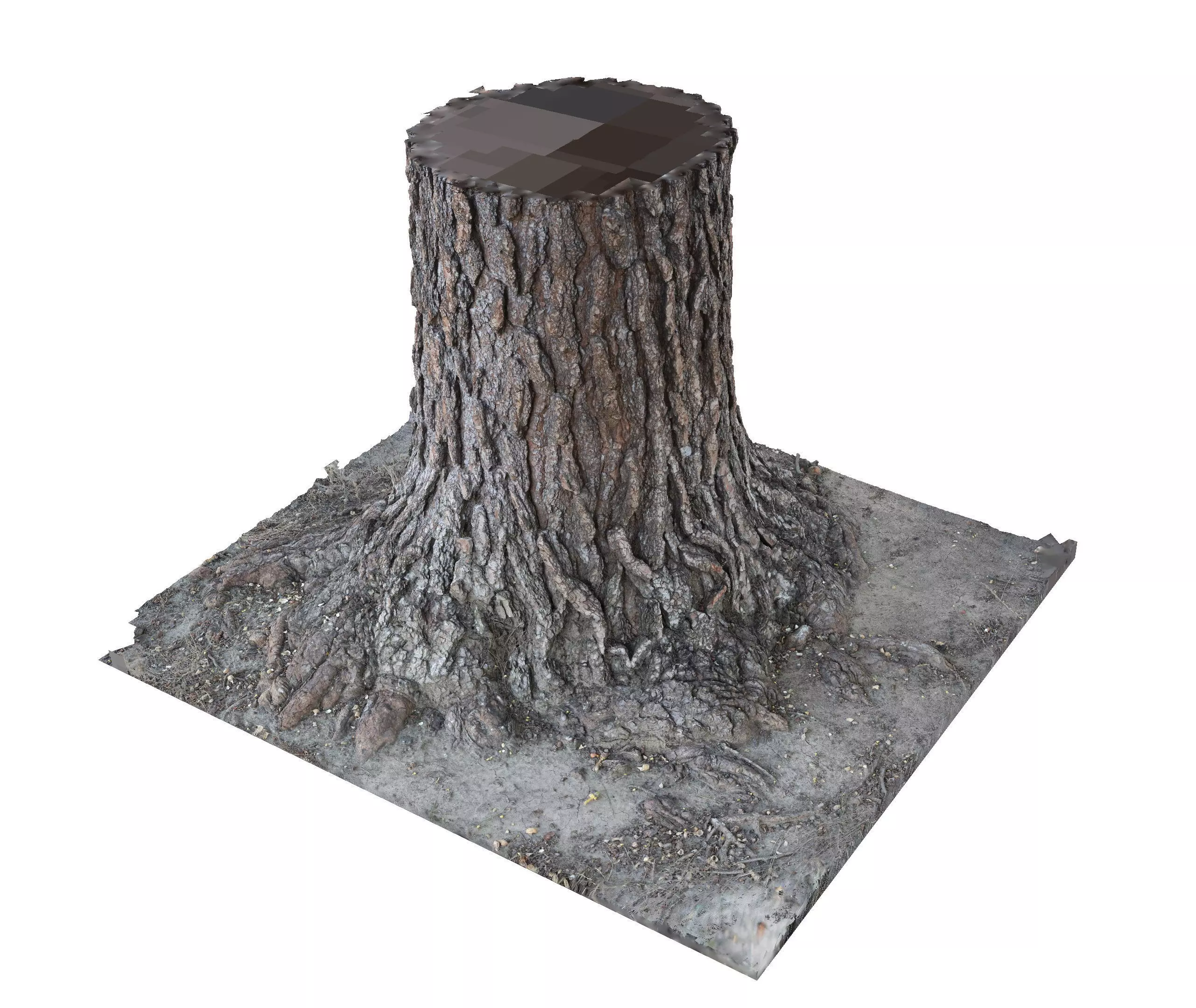 Pine Tree Trunk - Photogrammetry Scan Source 3D model