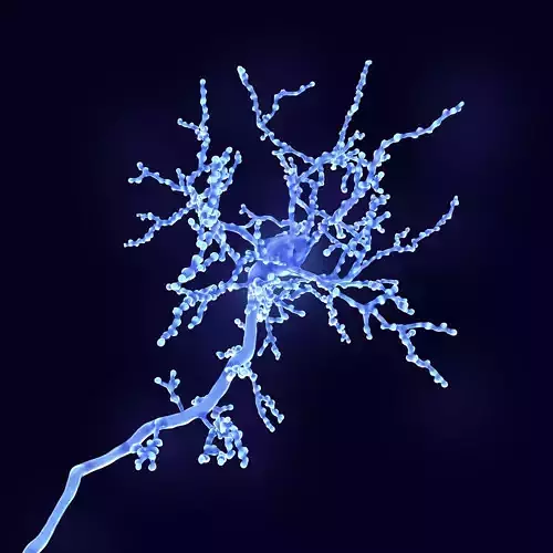 Cerebral cortex neuron 3D model