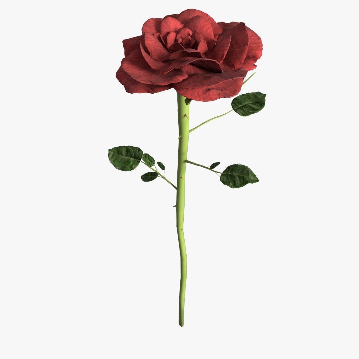 Red rose 3D model_1