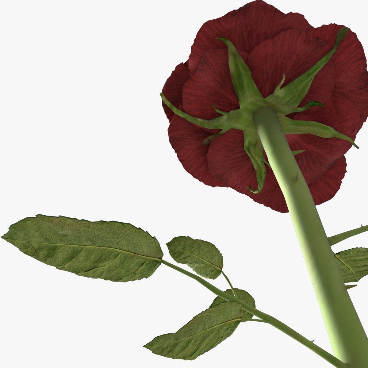 Red rose 3D model_4