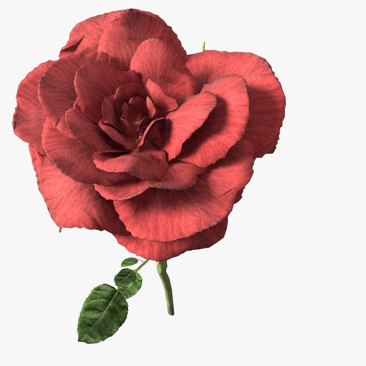 Red rose 3D model_2
