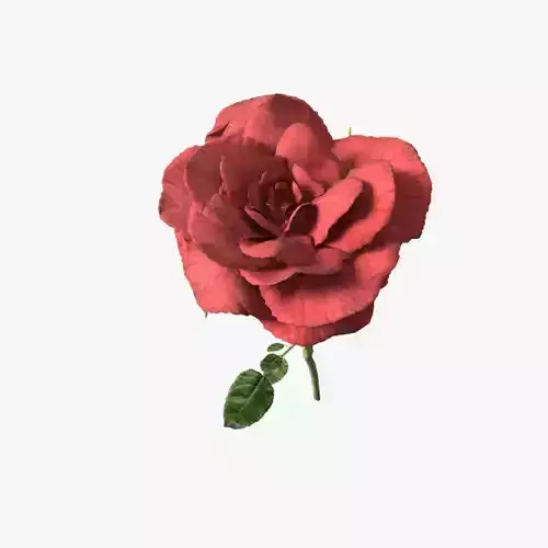 Red rose 3D model