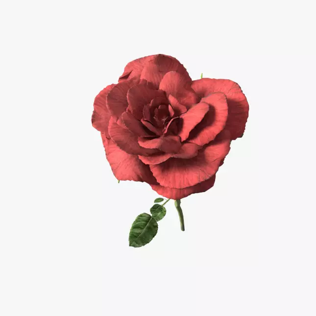 Red rose 3D model_0