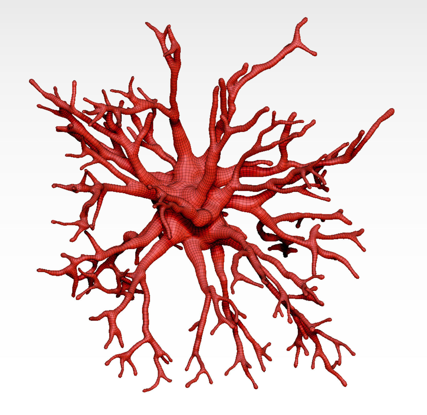 Protoplasmic astrocyte  3D model_4