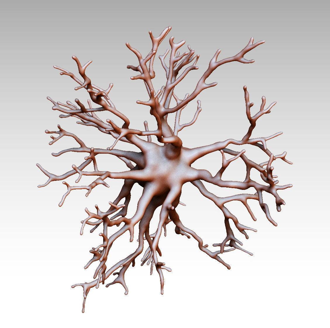 Protoplasmic astrocyte  3D model_1