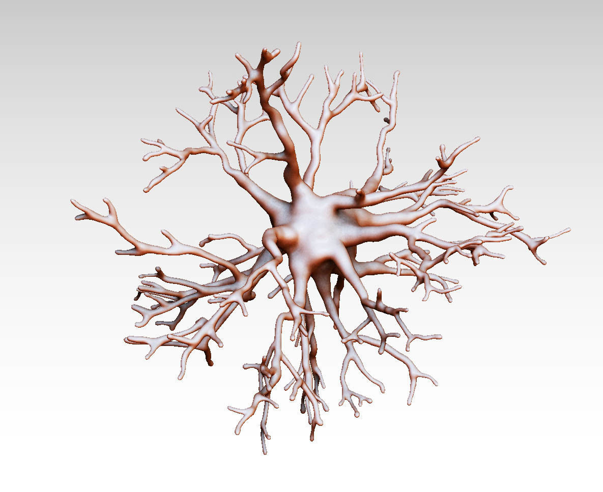 Protoplasmic astrocyte  3D model_2