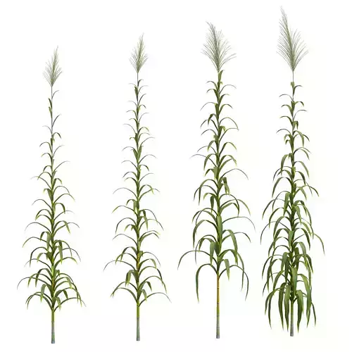 Collection of Canes 4 models Low-poly 3D model