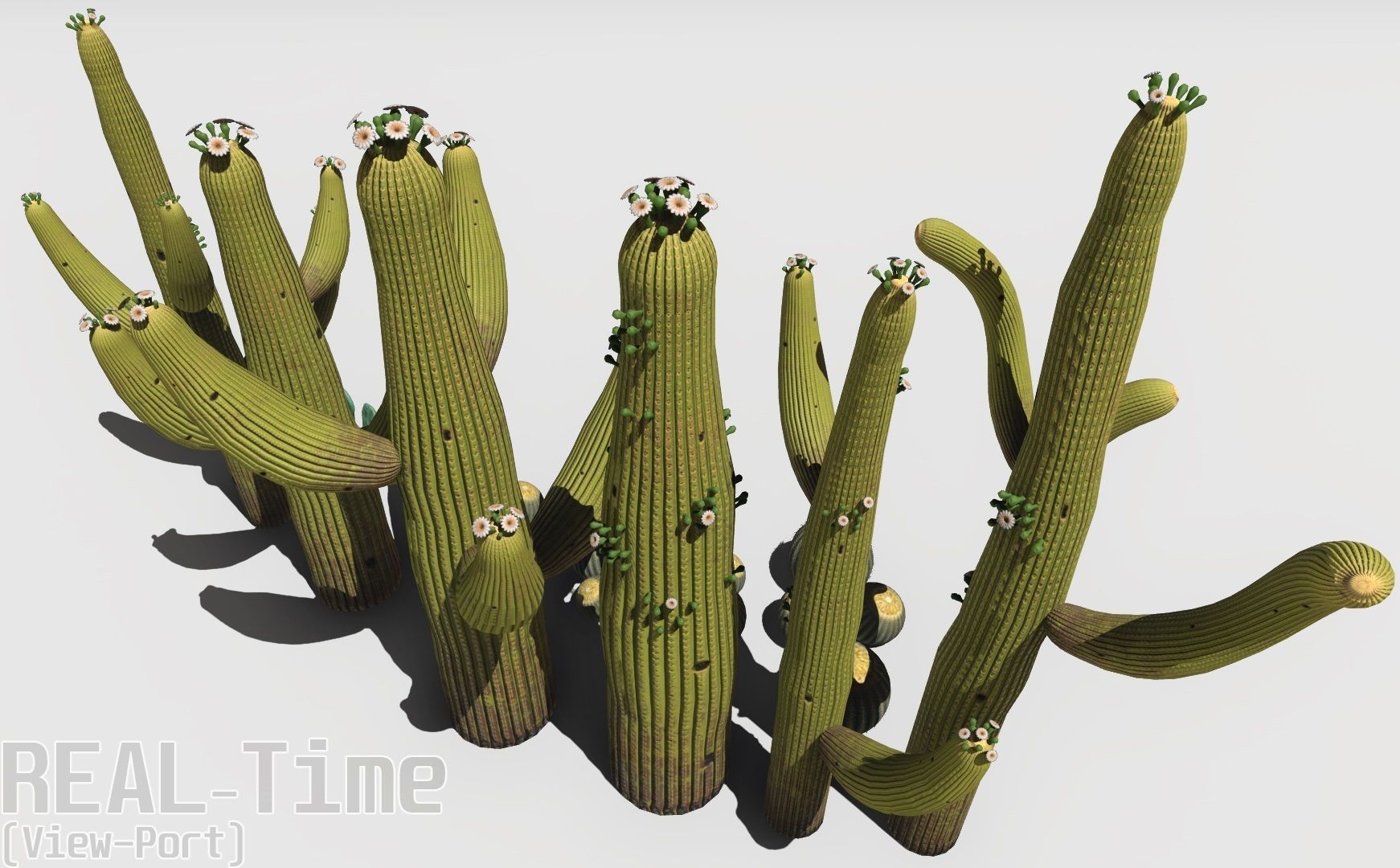 cactus - Game Ready - VR AR Low-poly 3D model_19
