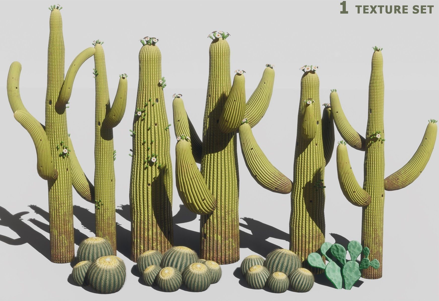 cactus - Game Ready - VR AR Low-poly 3D model_8