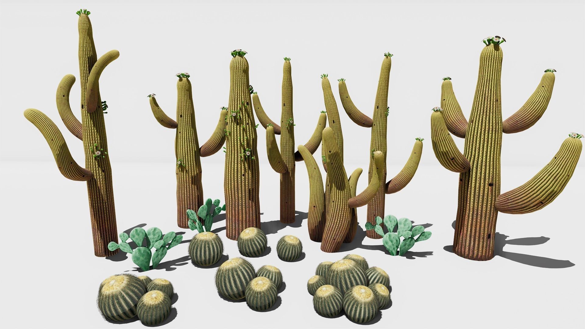 cactus - Game Ready - VR AR Low-poly 3D model_18