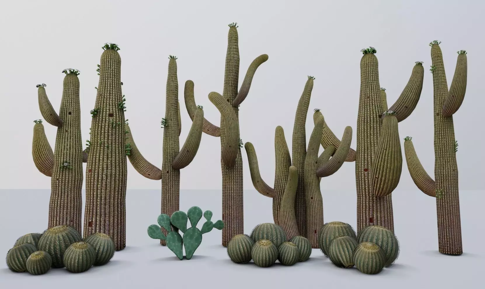 cactus - Game Ready - VR AR Low-poly 3D model_0