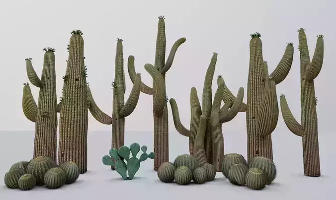 cactus - Game Ready - VR AR Low-poly 3D model