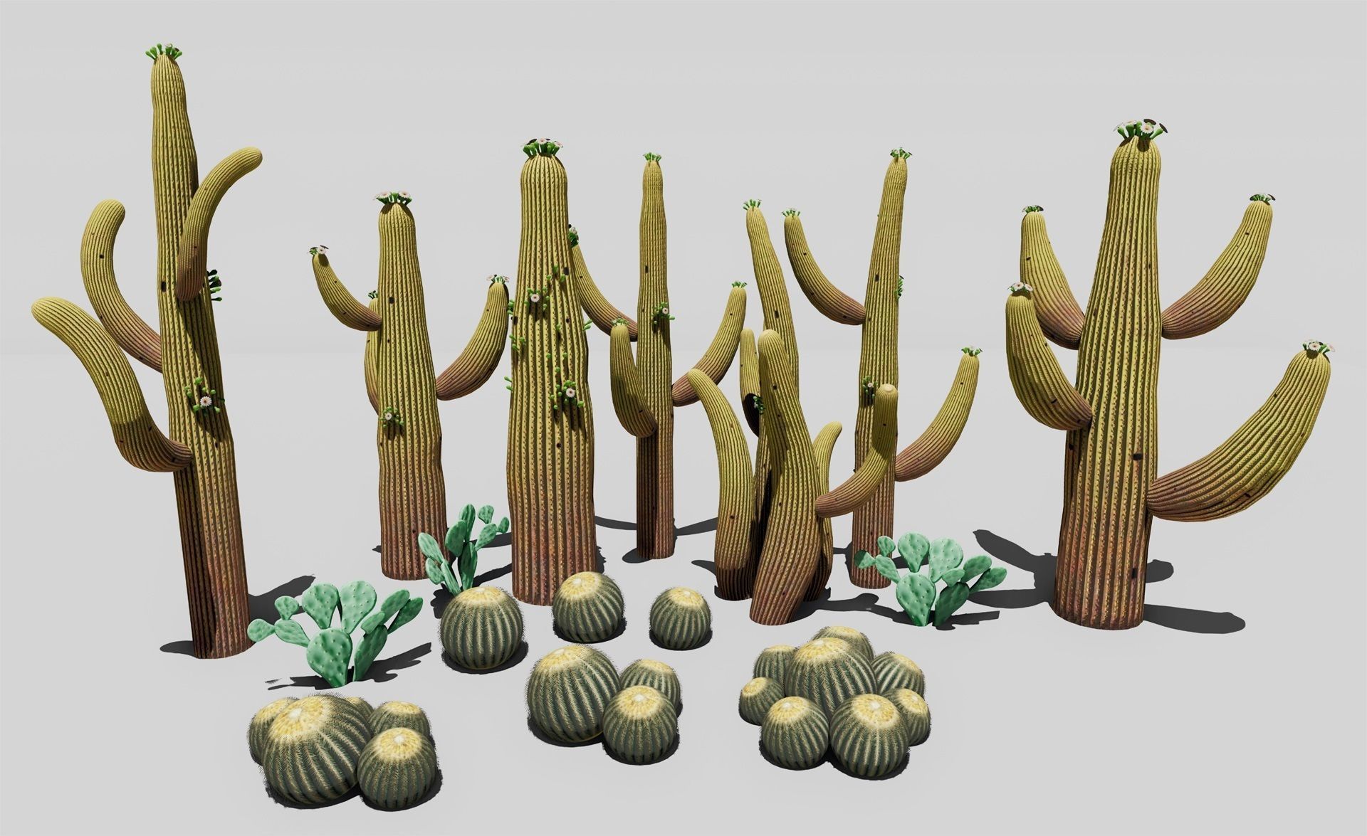 cactus - Game Ready - VR AR Low-poly 3D model_7