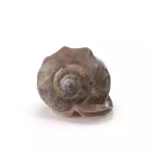Shell 03 - Low and High Poly Versions Low-poly 3D model