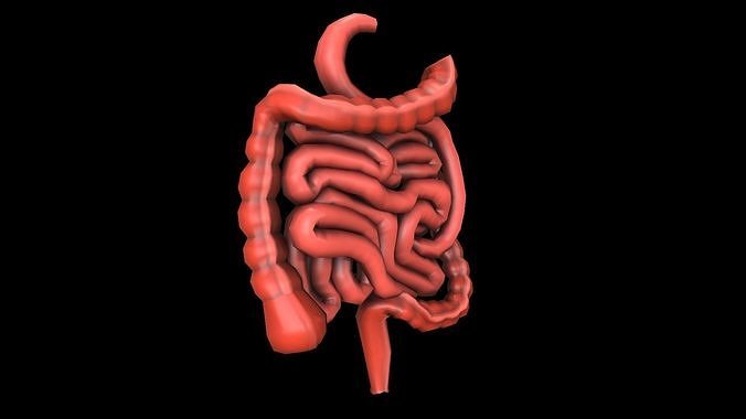 Colon Large Intestine Medical Digestive System Low-poly 3D model