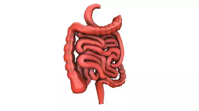 Colon Large Intestine Medical Digestive System Low-poly 3D model