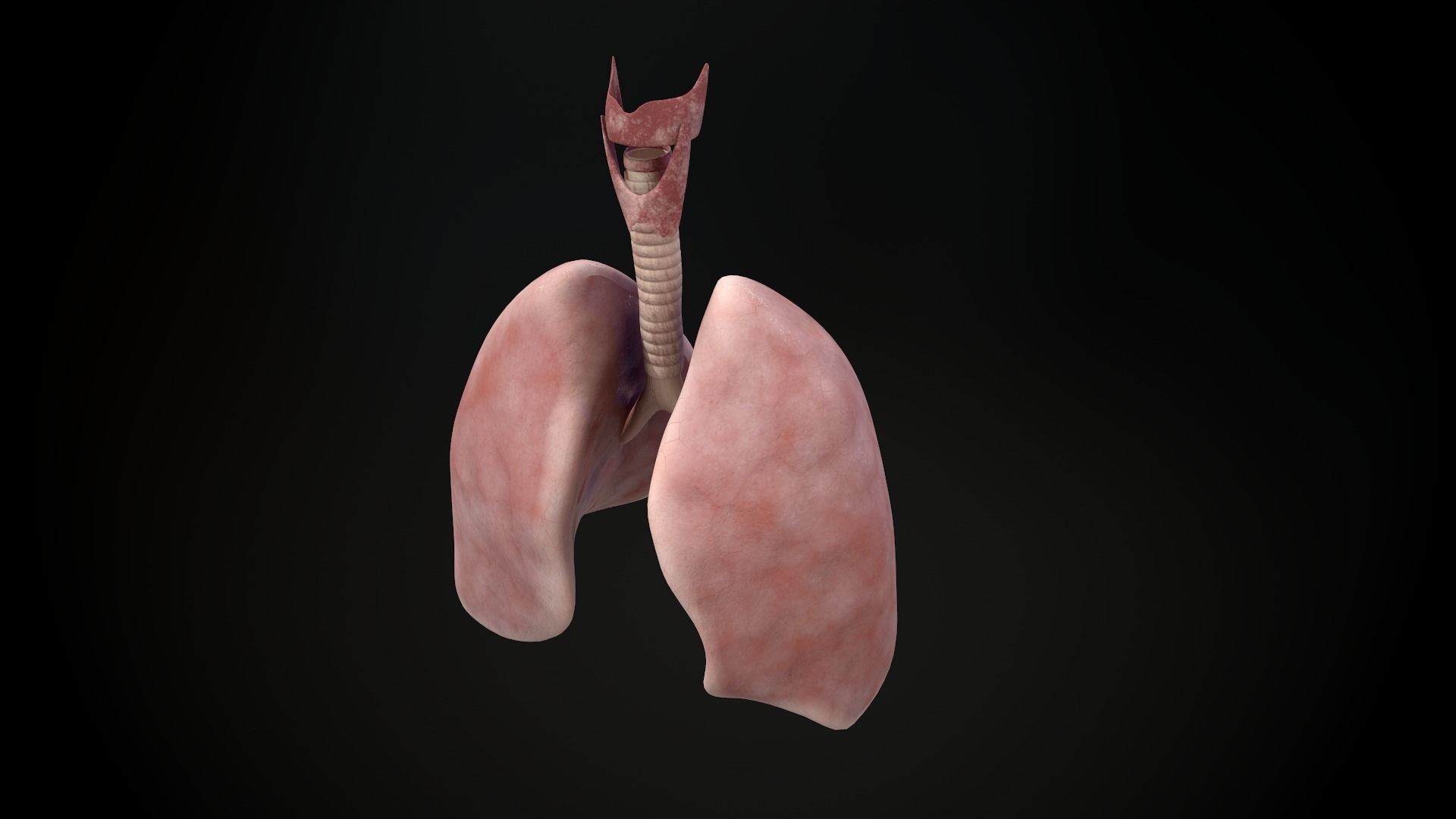 Human lungs and trachea 3D model_4