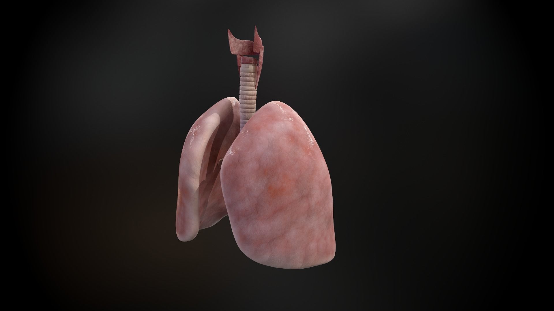 Human lungs and trachea 3D model_9