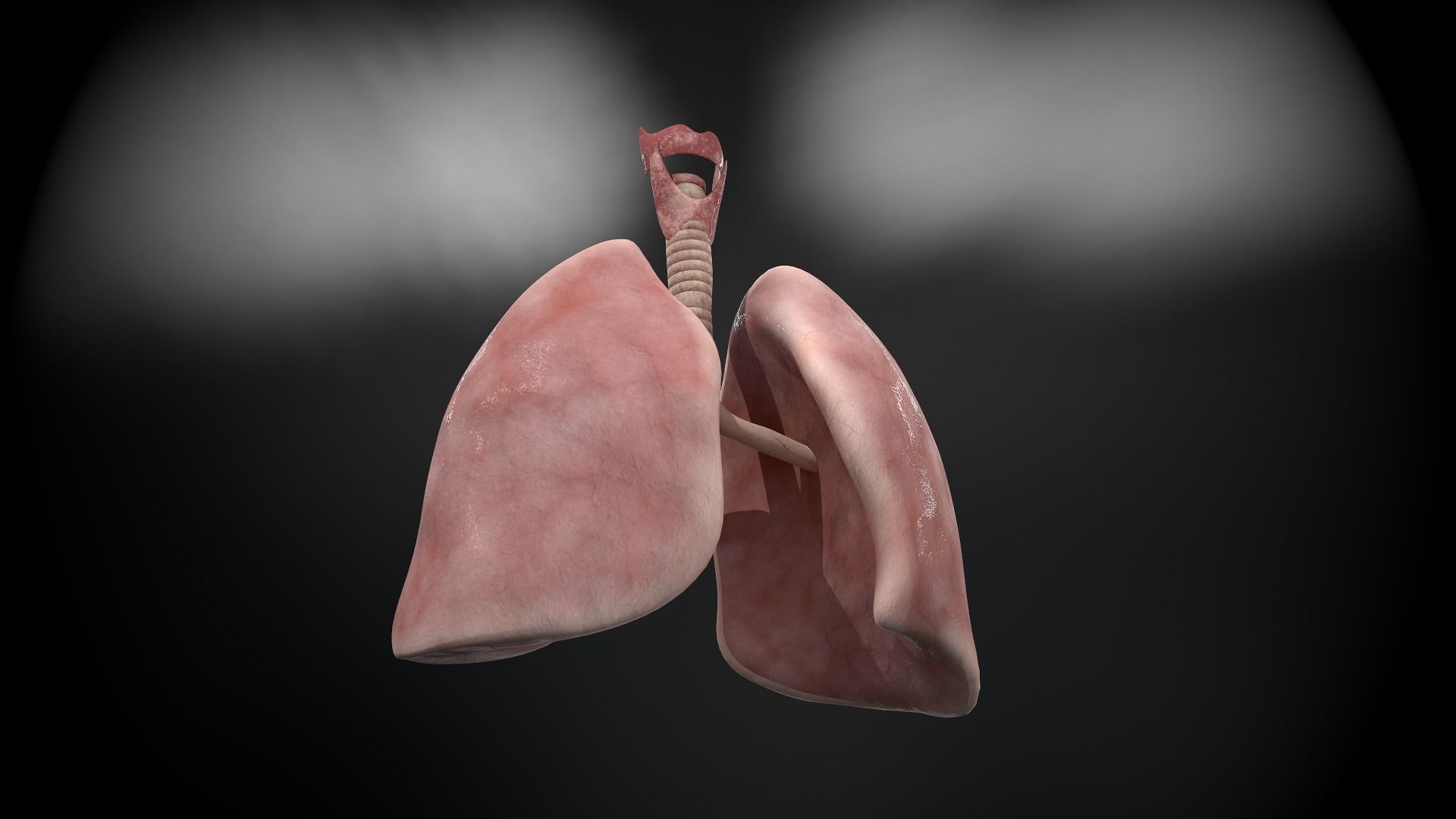 Human lungs and trachea 3D model_3