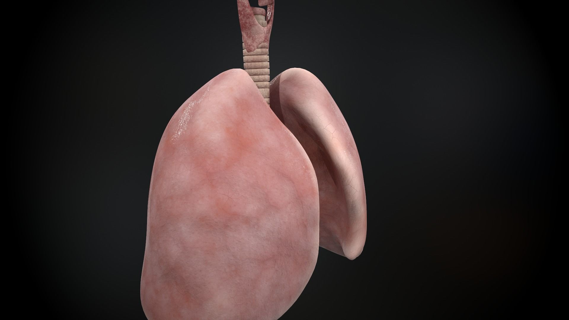 Human lungs and trachea 3D model_15