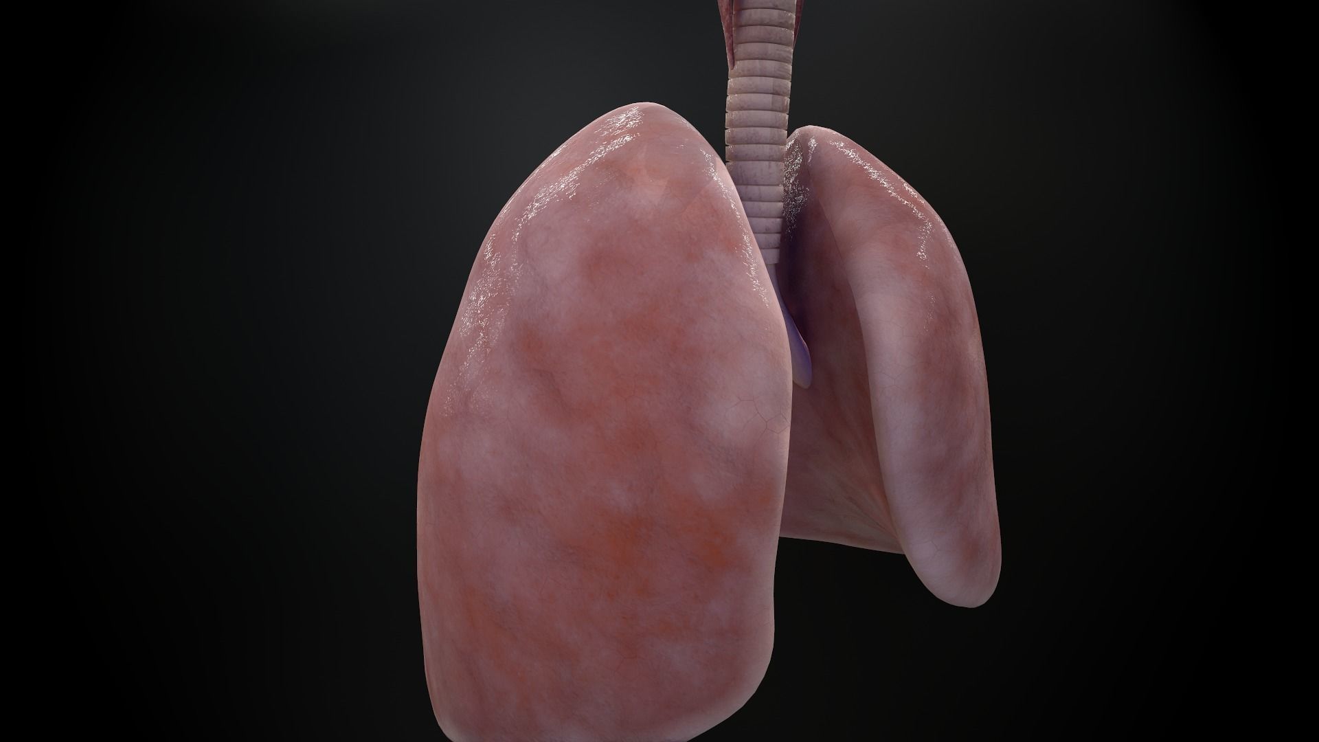 Human lungs and trachea 3D model_16