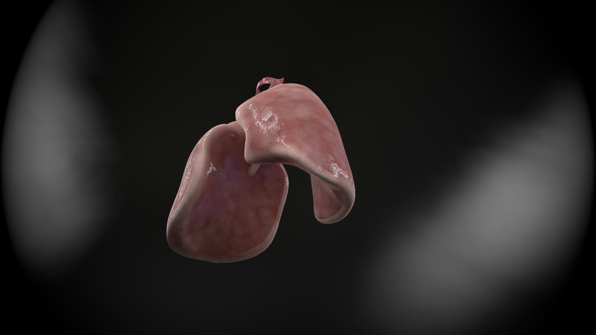 Human lungs and trachea 3D model_11