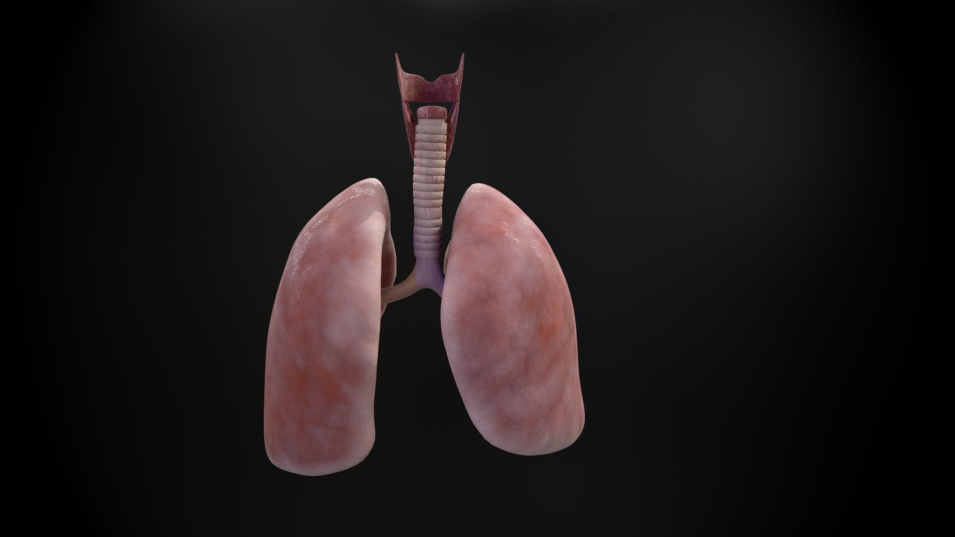 Human lungs and trachea 3D model_5