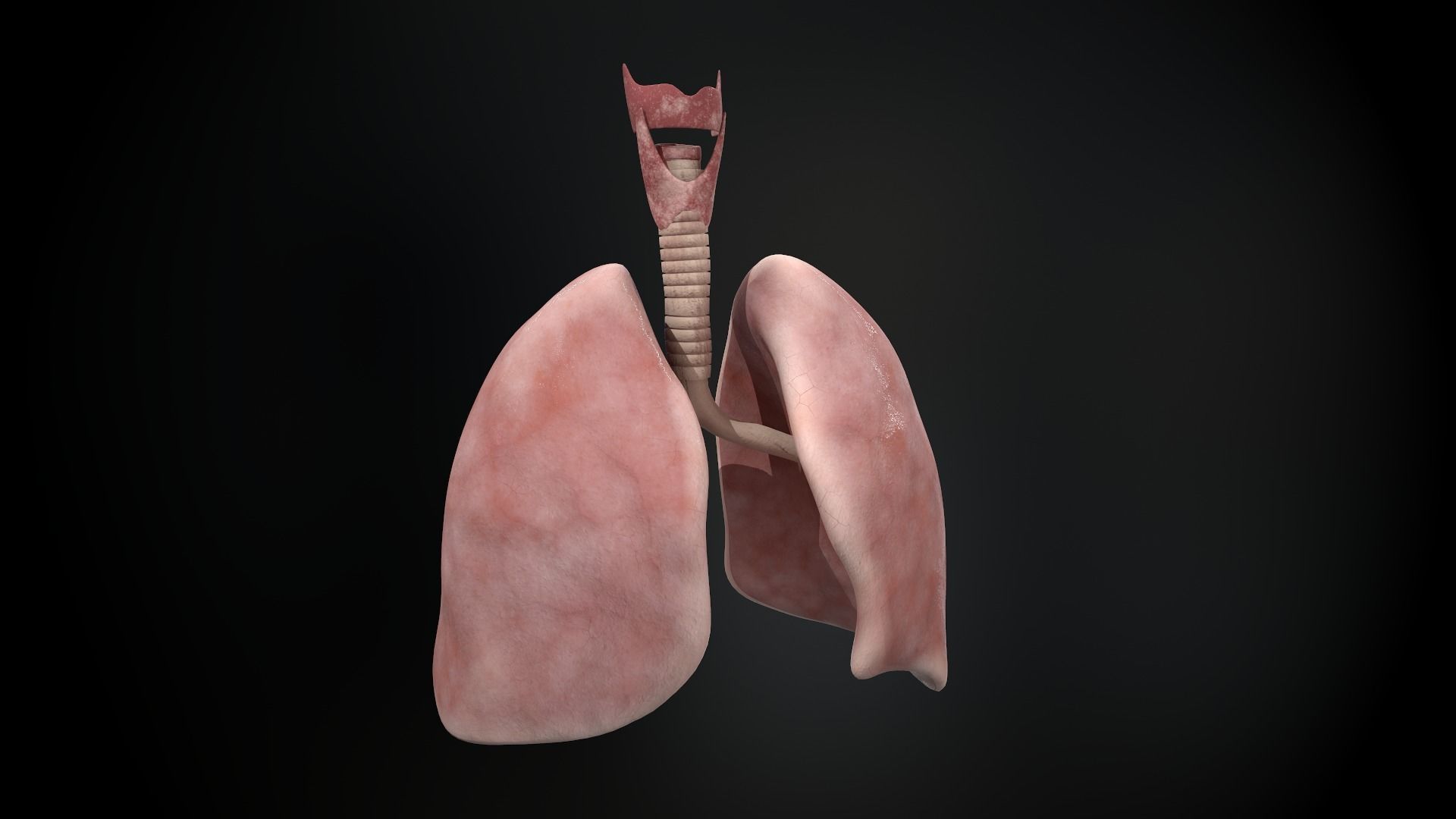 Human lungs and trachea 3D model_2