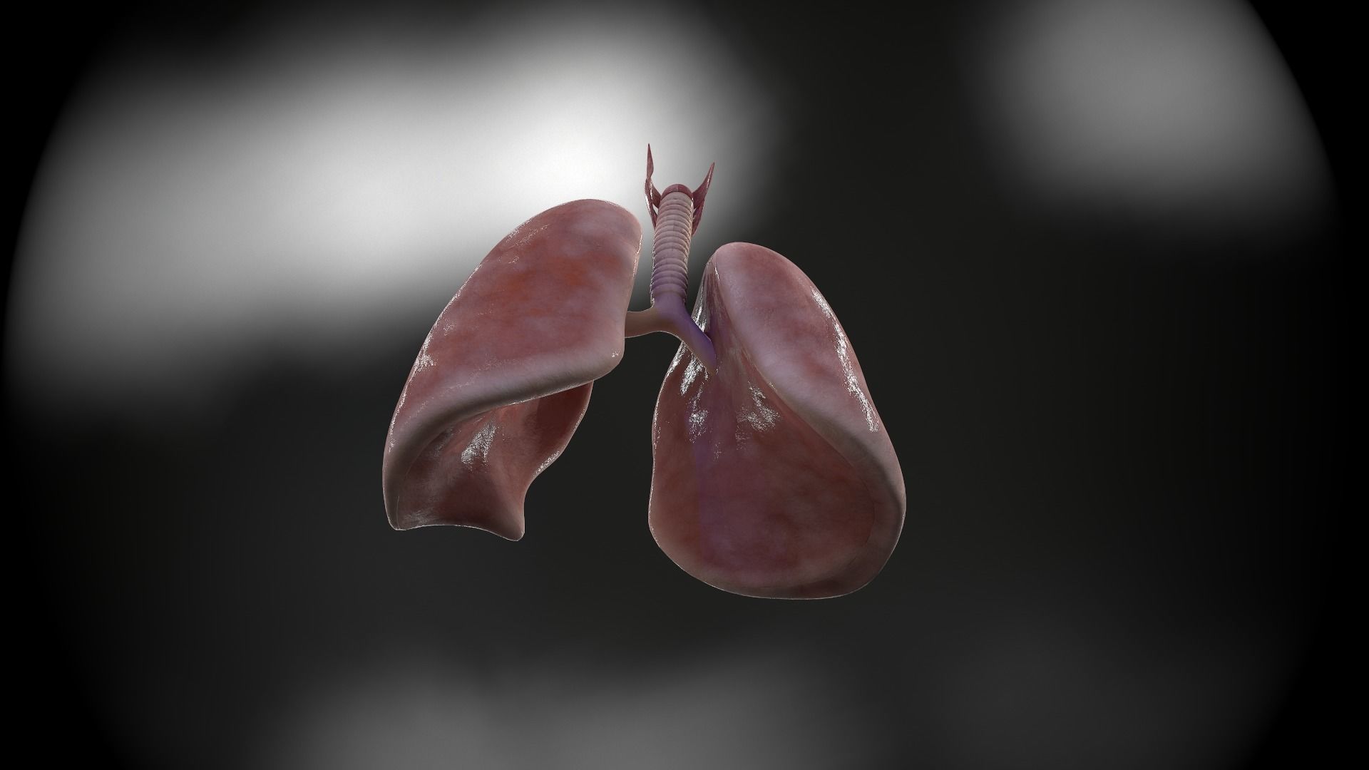 Human lungs and trachea 3D model_12