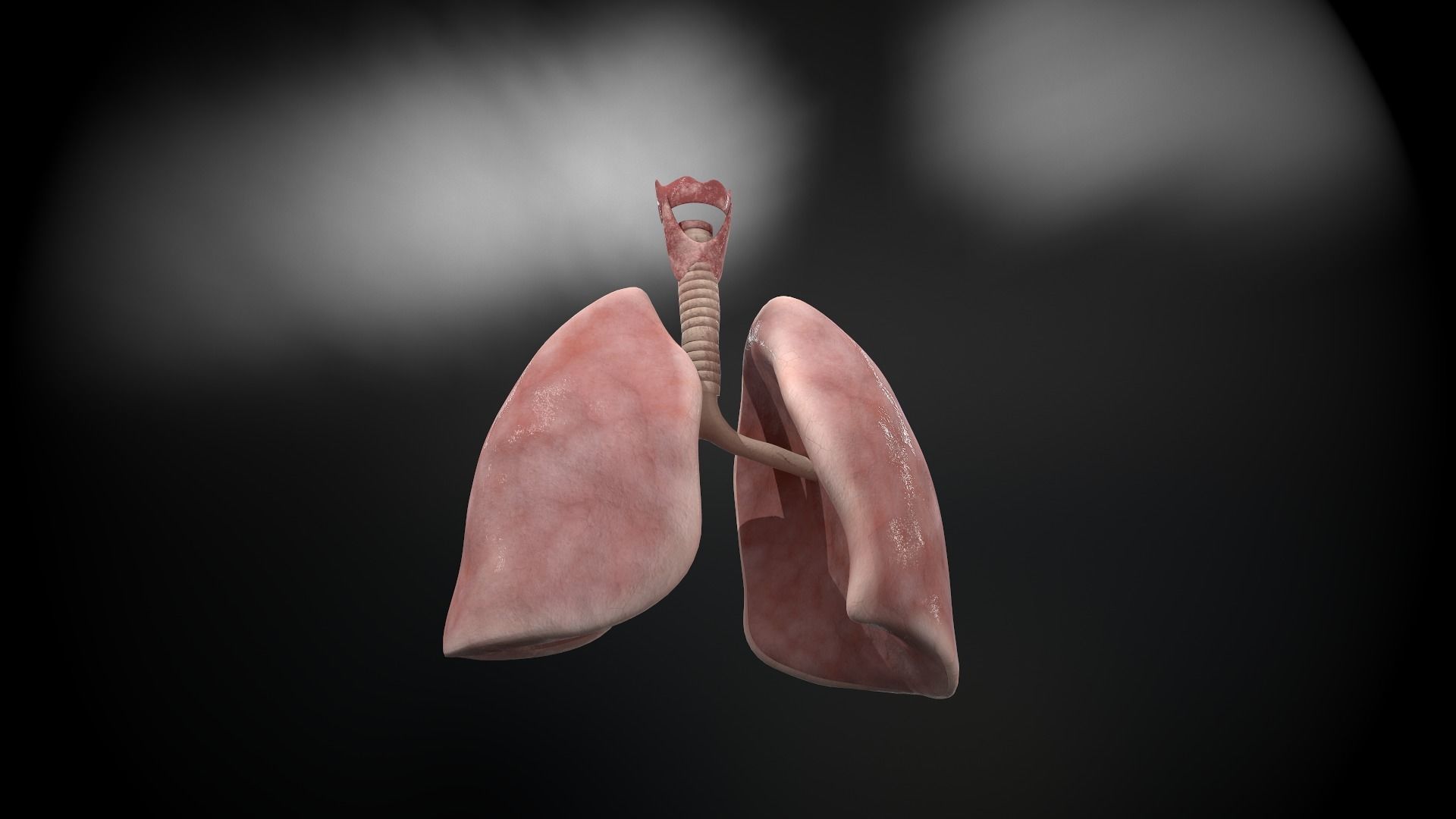 Human lungs and trachea 3D model_6