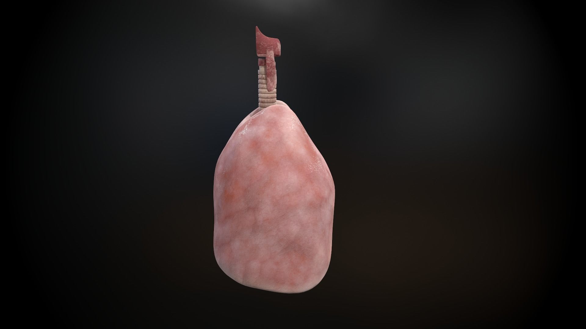 Human lungs and trachea 3D model_7