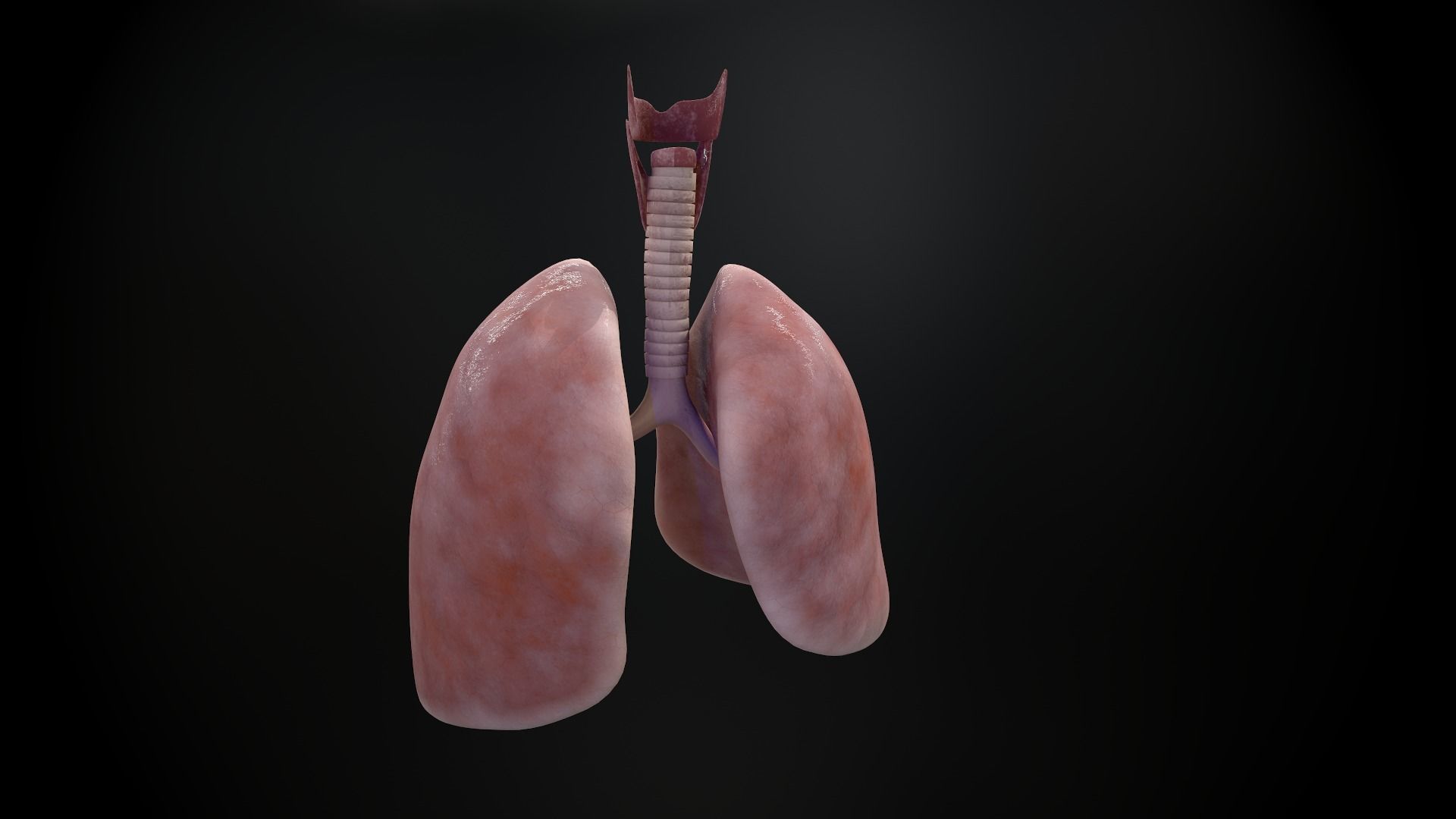 Human lungs and trachea 3D model_10
