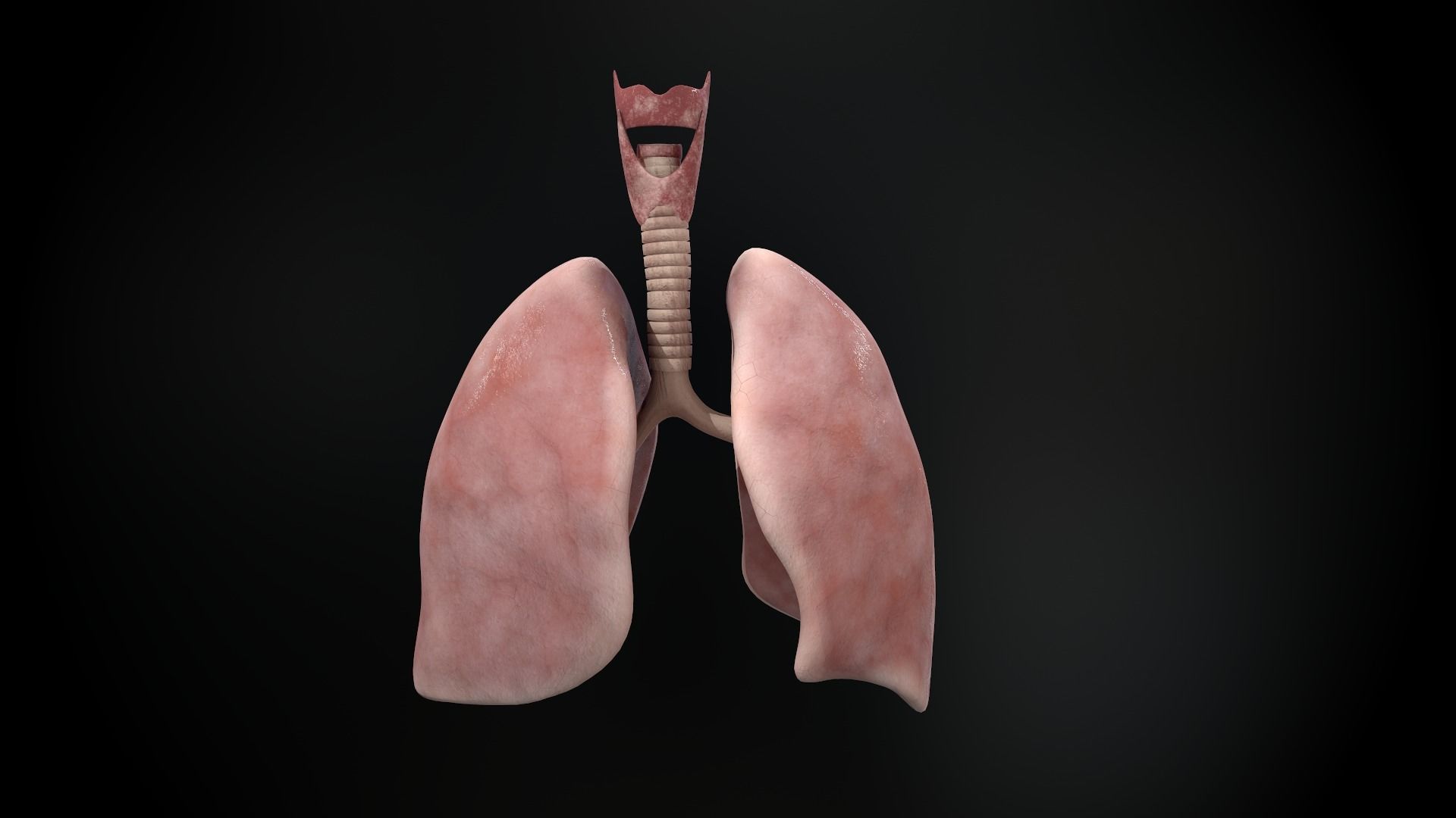 Human lungs and trachea 3D model_8