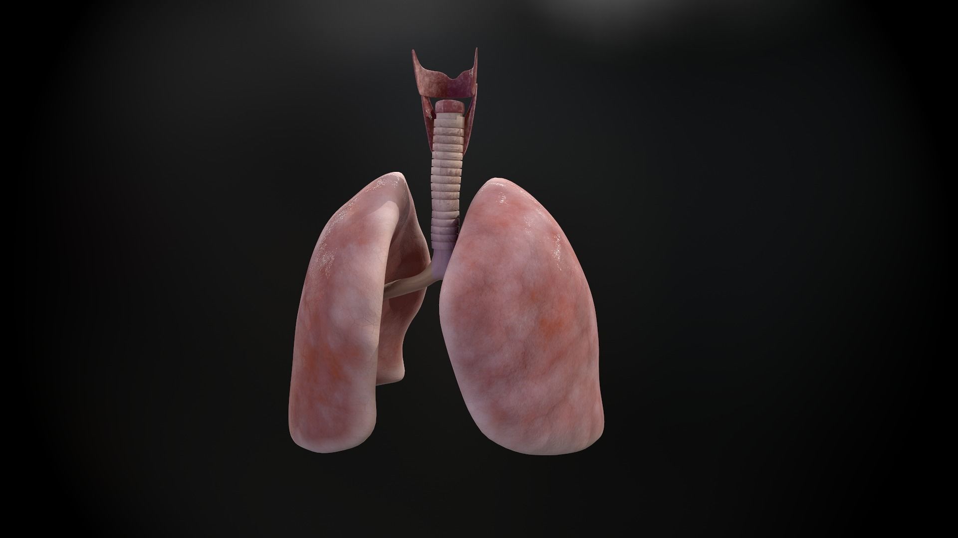 Human lungs and trachea 3D model_13