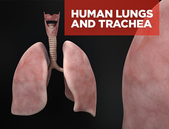 Human lungs and trachea 3D model