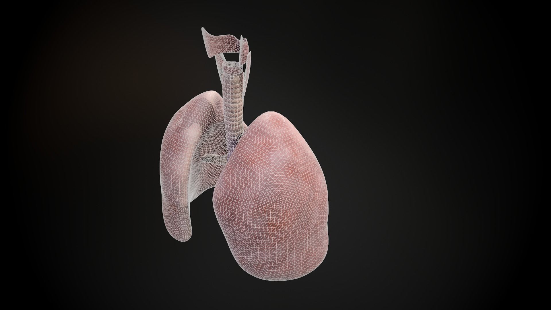 Human lungs and trachea 3D model_18
