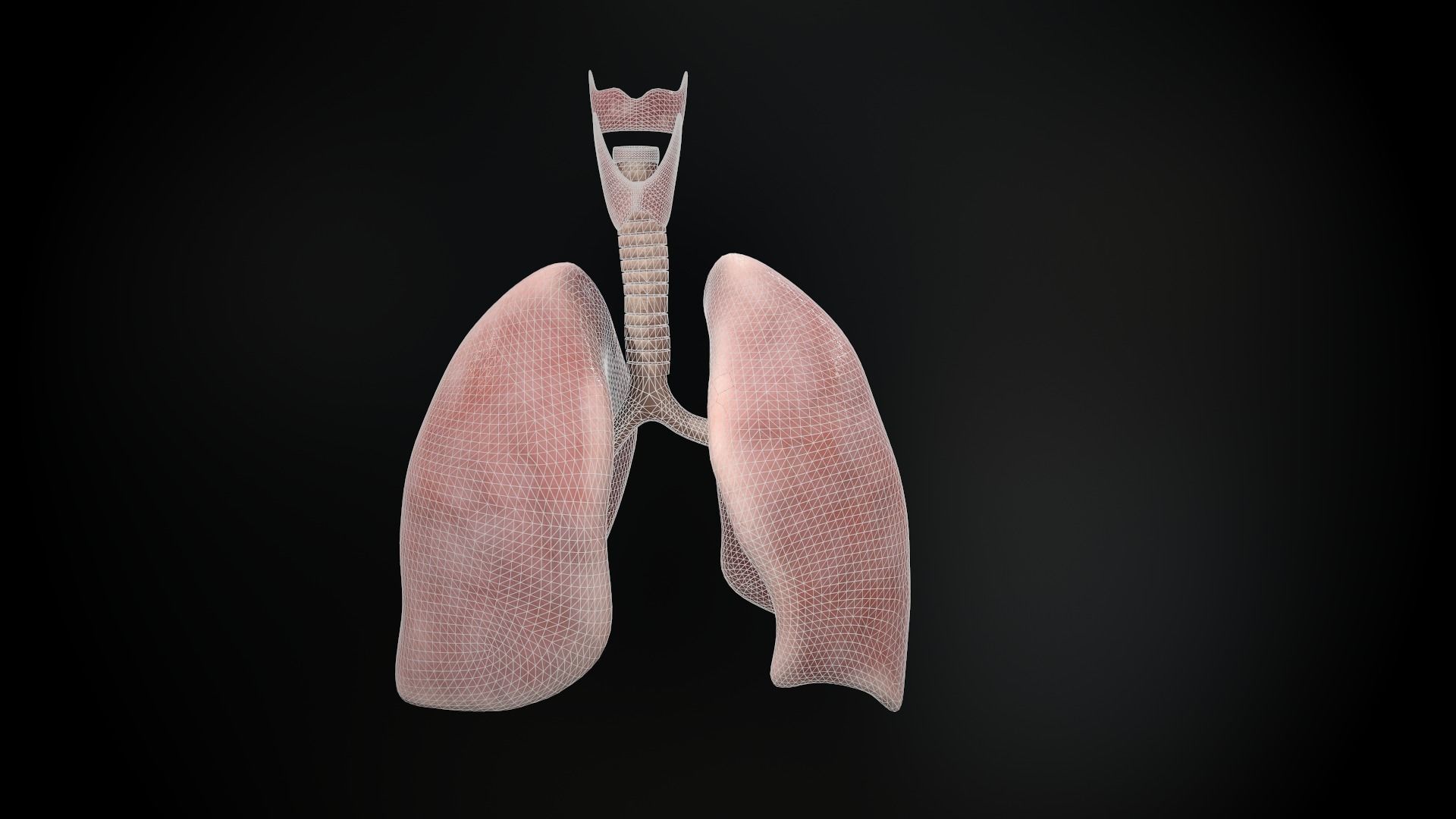Human lungs and trachea 3D model_17