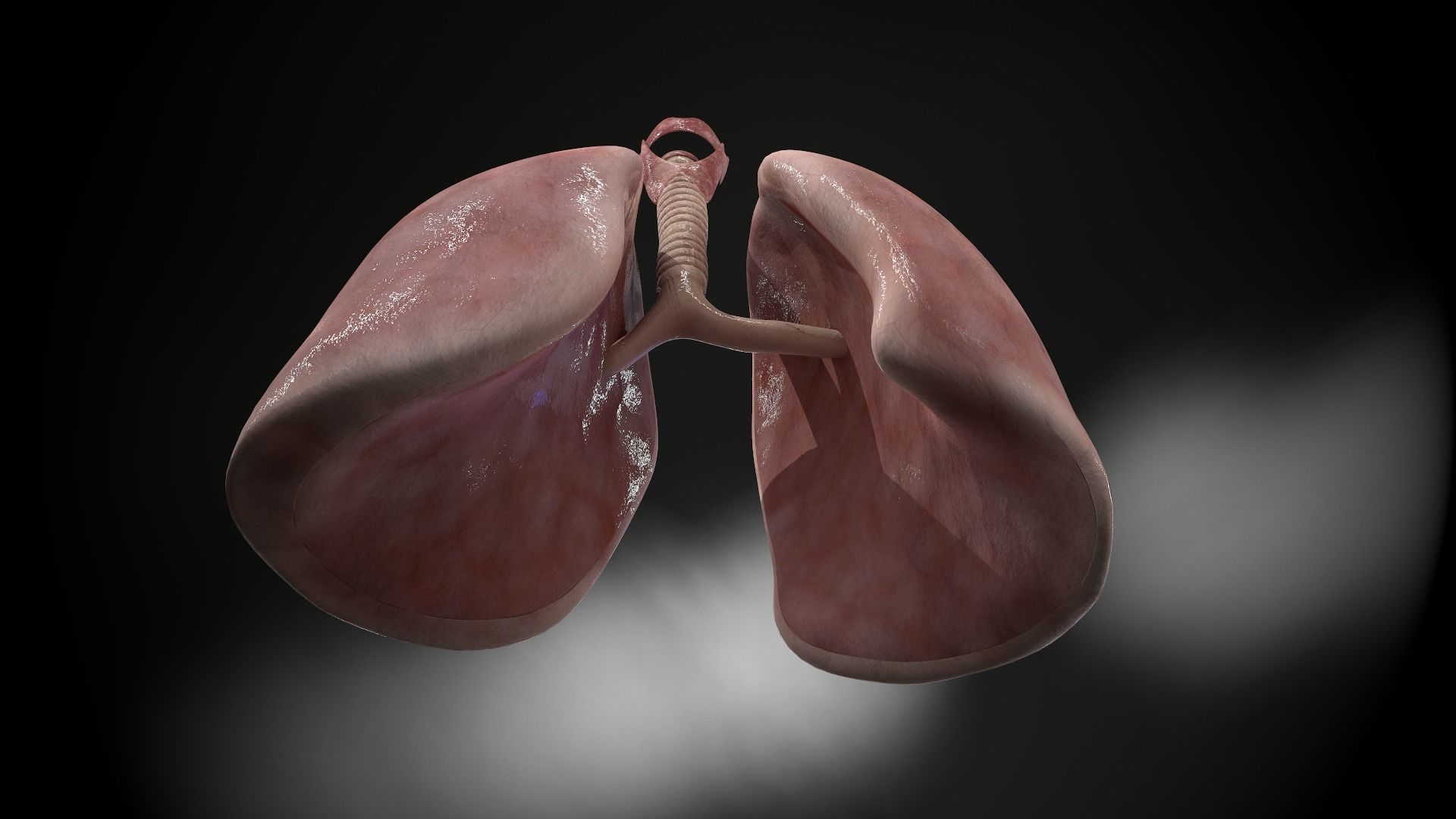 Human lungs and trachea 3D model_14