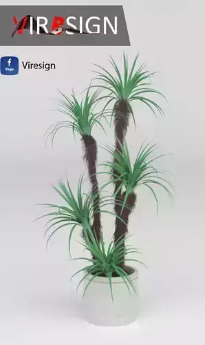 Indoor Palm Tree