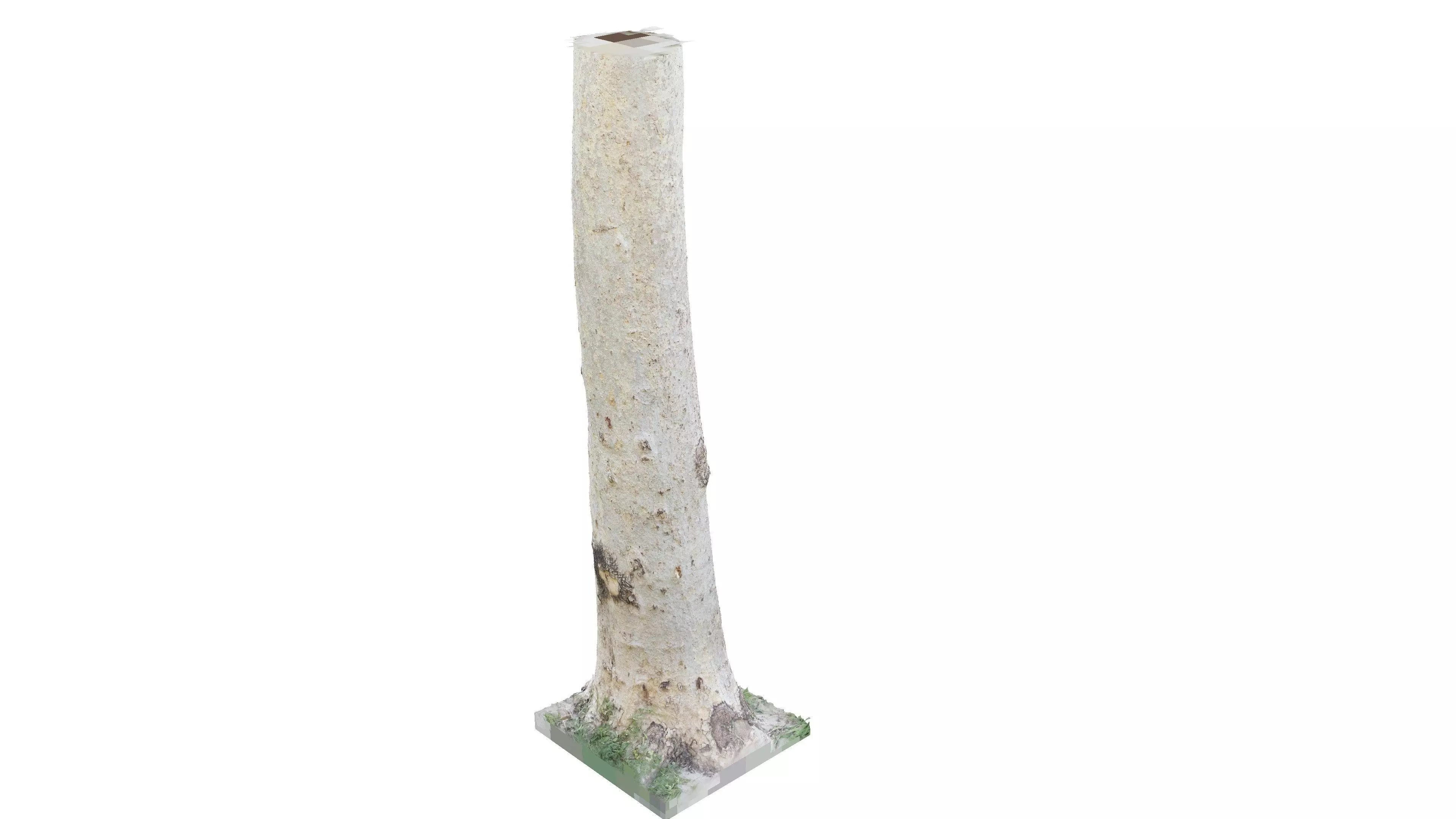 White Birch Trunk - Photogrammetry Scan Source 3D model