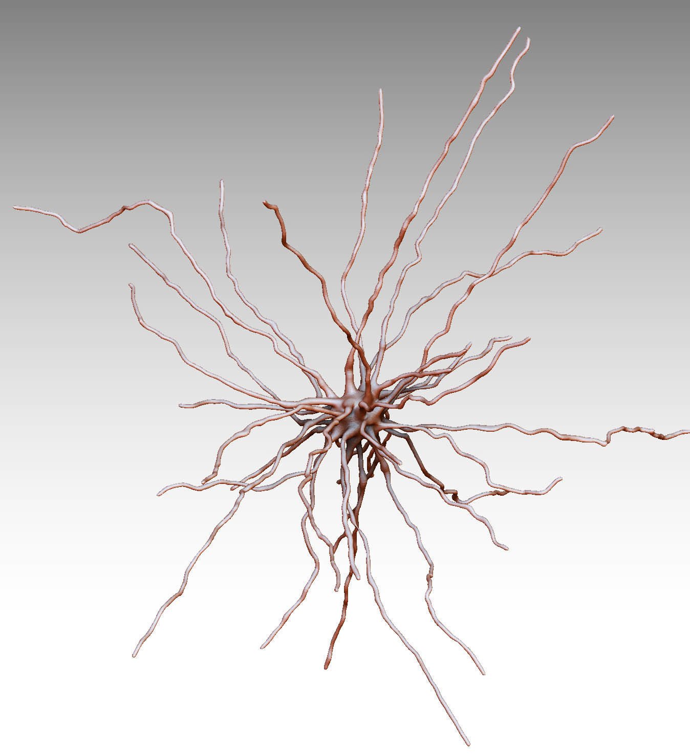Fibrous astrocyte 3D model_1