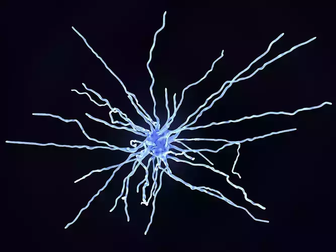 Fibrous astrocyte 