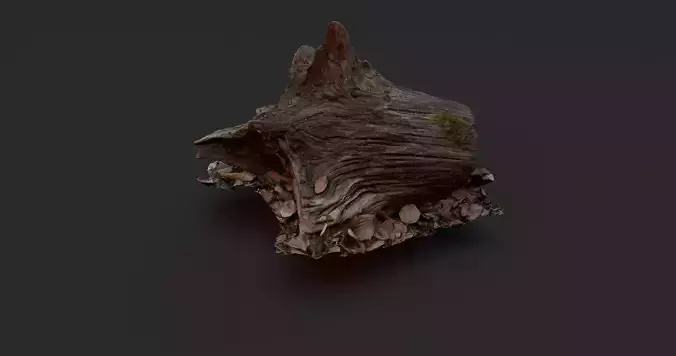 Tree Stump 2