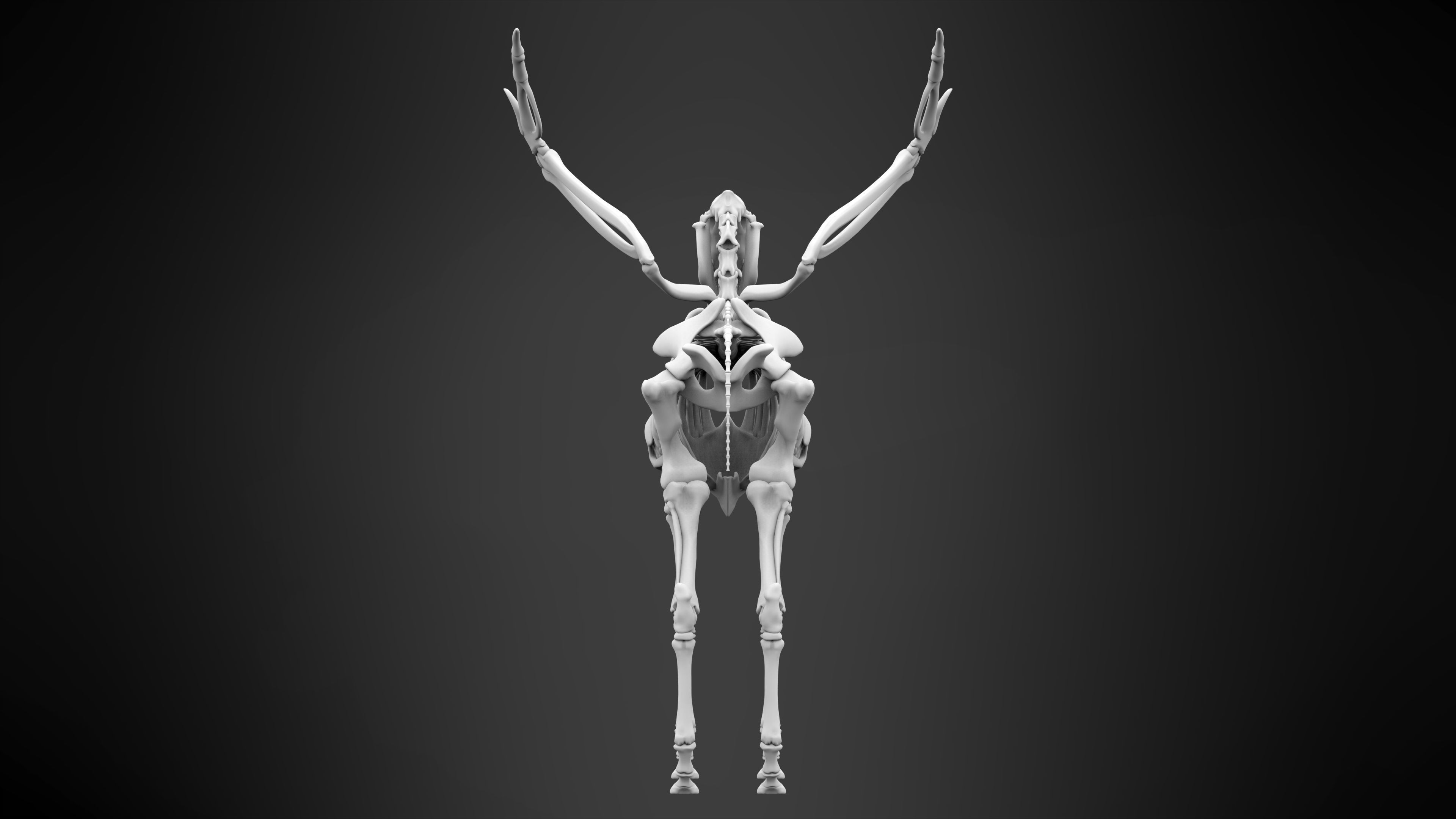 Pegasus Skeleton 3D model_8
