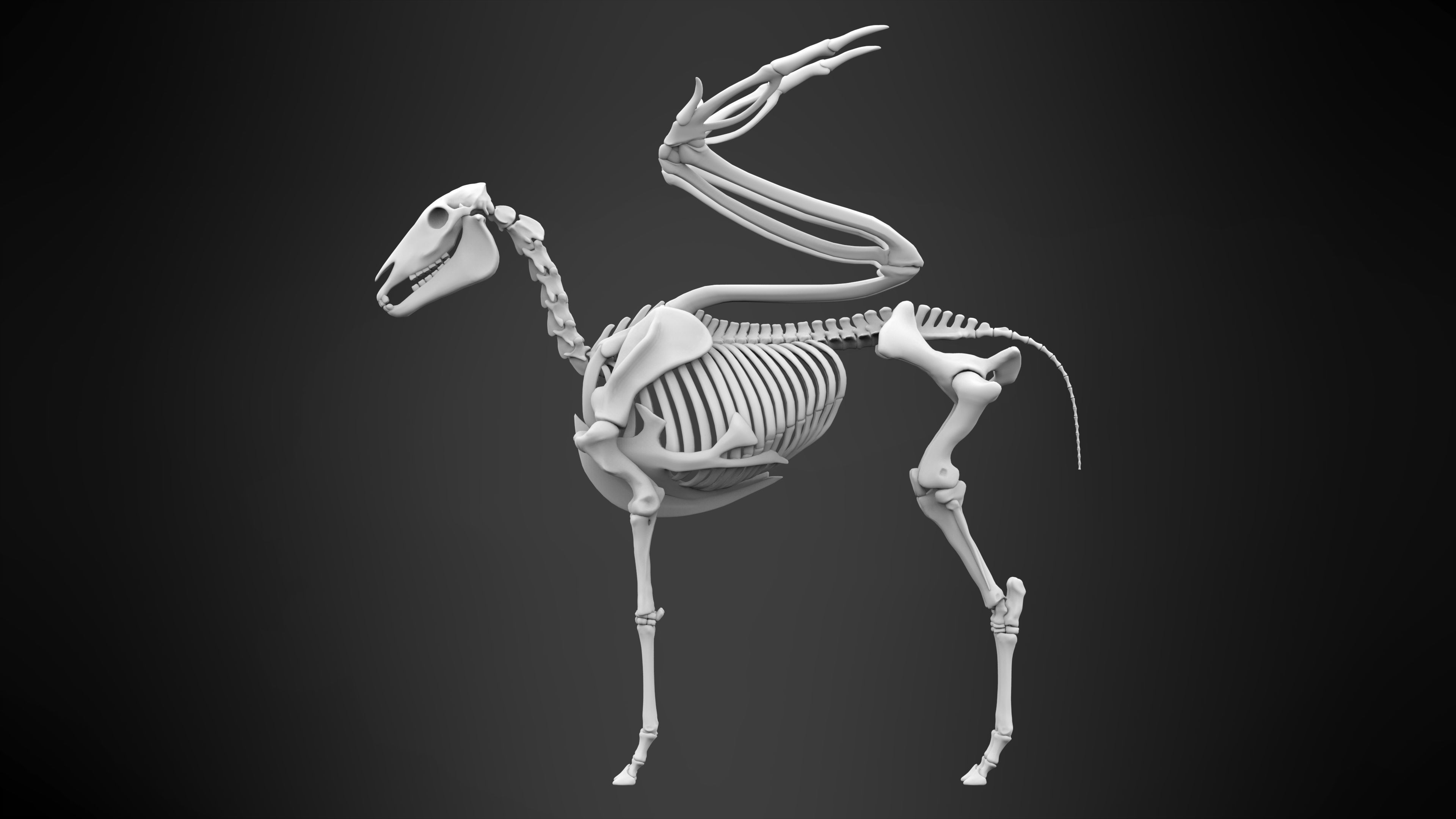 Pegasus Skeleton 3D model_7