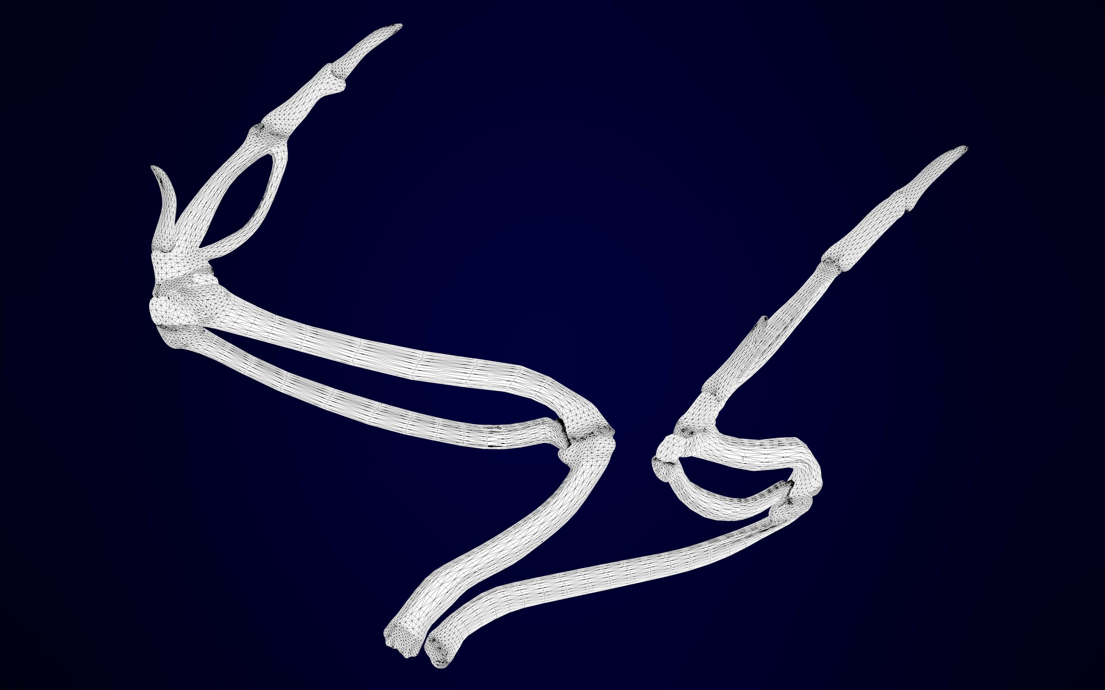 Pegasus Skeleton 3D model_16