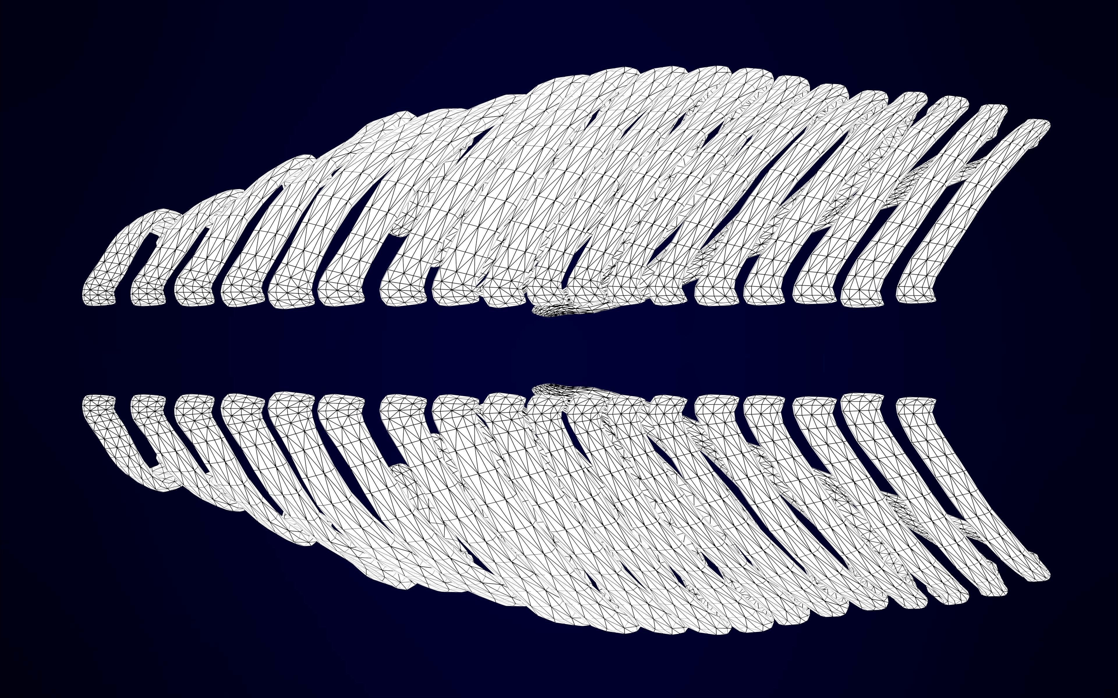 Pegasus Skeleton 3D model_13