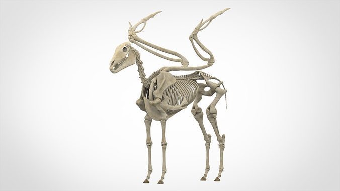Pegasus Skeleton 3D model