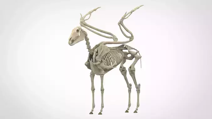 Pegasus Skeleton