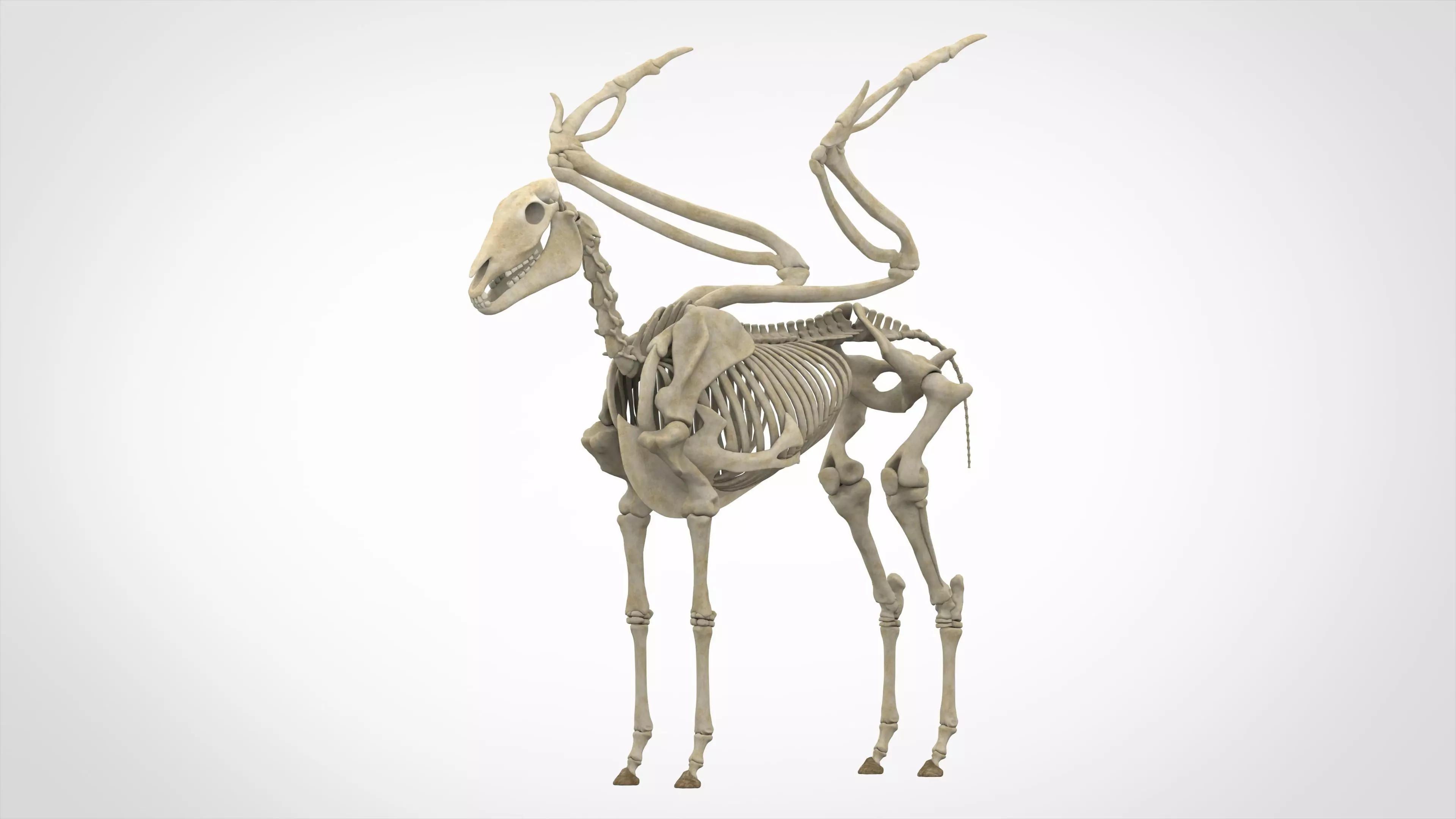 Pegasus Skeleton 3D model_0